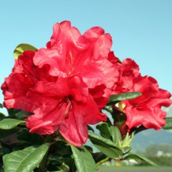 Rododendras 'Scarlet Wonder'