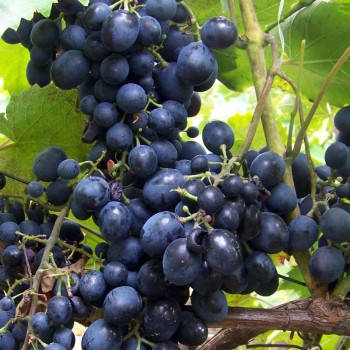 Vynuogės (vynmedis) 'Ajwaz'