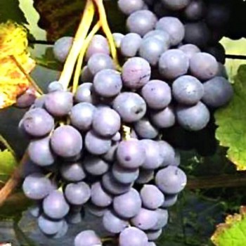 Vynuogės (vynmedis) 'Alden'