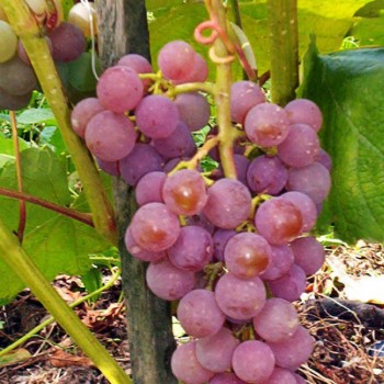 Vynuogės (vynmedis) 'Reliance'