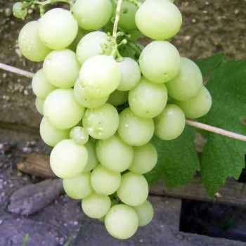 Vynuogės (vynmedis) 'Boglarka'