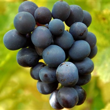 Vynuogės (vynmedis) 'Fredonia'