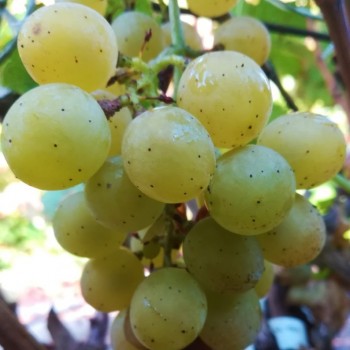 Vynuogės (vynmedis) 'Prim'