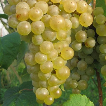 Vynuogės (vynmedis) 'Seyval'