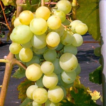 Vynuogės (vynmedis) 'Veeblanc'