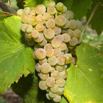 Vynuogės (vynmedis) 'Sibera'