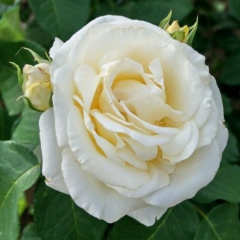 Rožė didžiažiedė 'Chopin'