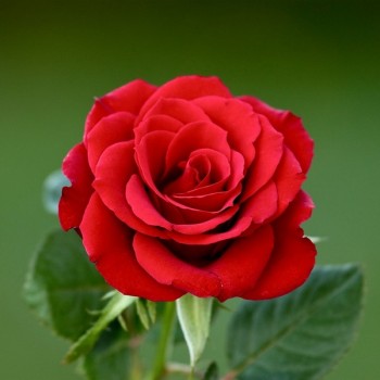 Rožė arbatinė 'Nina Weibull'