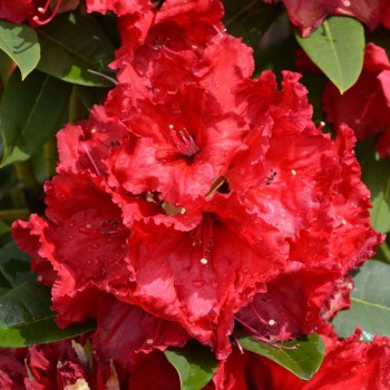 Rododendras ‘Red Jack’