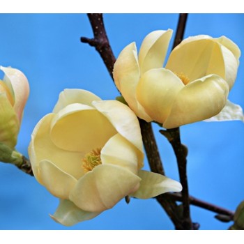 Magnolija 'Honey tulip'