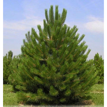 Pušis juodoji 'Pinus NIGRA'