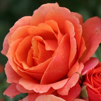 Rožė didžiažiedė 'Lambada'