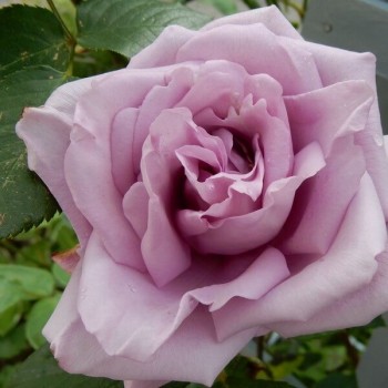 Rožė vijoklinė 'Indigoletta'