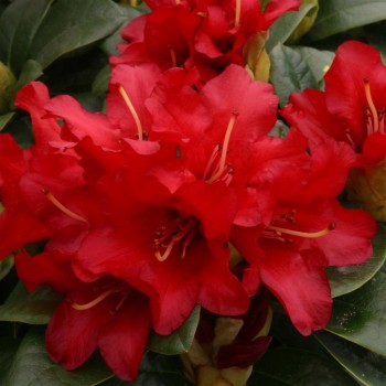Rododendras svyrantis ‘Bengal’