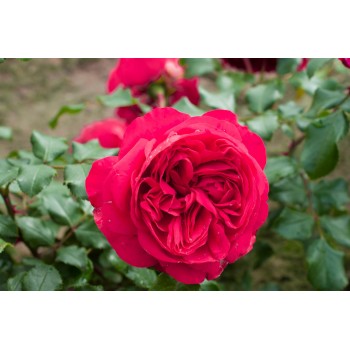 Rožė vijoklinė 'Red eden rose'