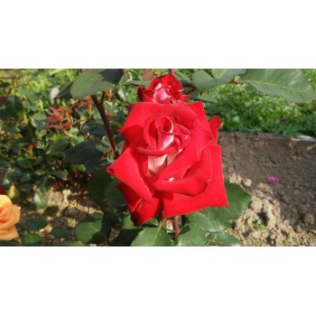 Rožė Alleluja (posk.100cm)