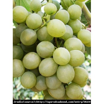 Vynuogės (vynmedis) 'Piesnia'