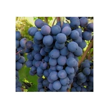 Vynuogės (vynmedis) 'Liux'