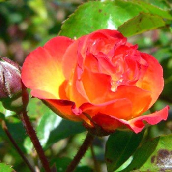 Rožė Rumba (posk.100cm)